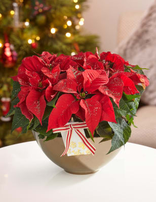 Sparkling Poinsettia Bowl