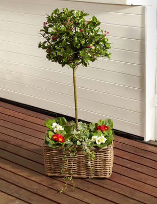 Festive Holly Tree Arrangement