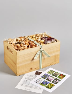 Hamper of Bulbs