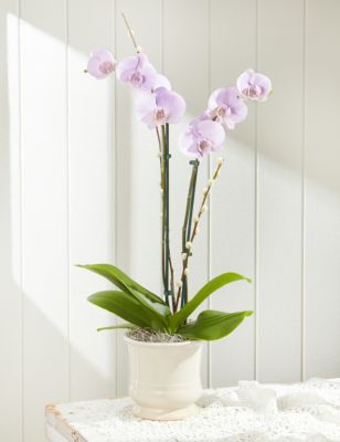 Orchids | Phalaenopsis & Mini Orchids | M&S