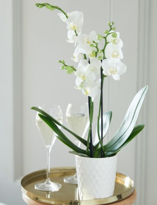 You're so lovely Orchid Gift Bag