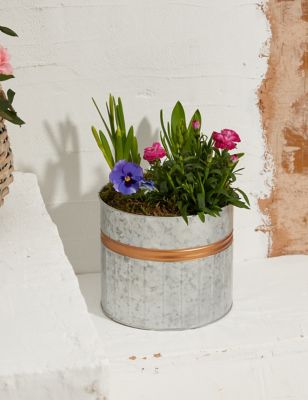 Mothers Day Flowering Watering Can (Delivery from 16th March 2022)