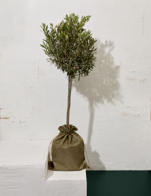 Olive Tree
