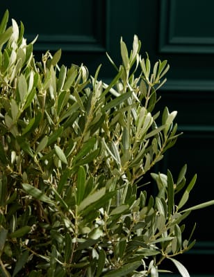 Olive Tree
