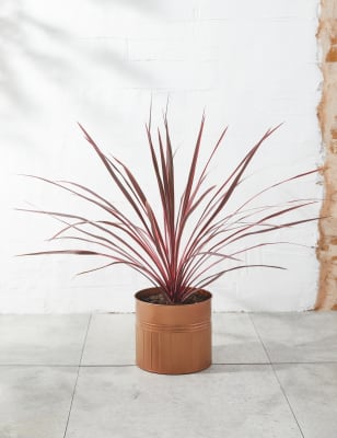 Cordyline Tin Planter