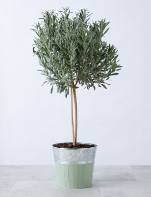 Lavender Tree