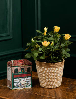 Yellow Rose Ceramic Pot
