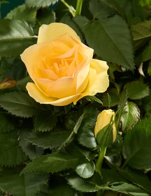 Yellow Rose Ceramic Pot