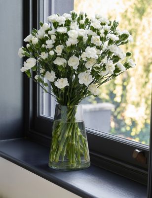 White Spray Carnation Abundance