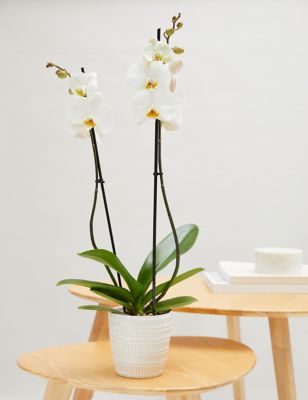 Large White Phalaenopsis Orchid Ceramic