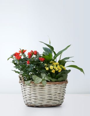 Autumn Flowering Basket