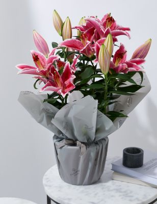 Gift Wrapped Oriental Lily