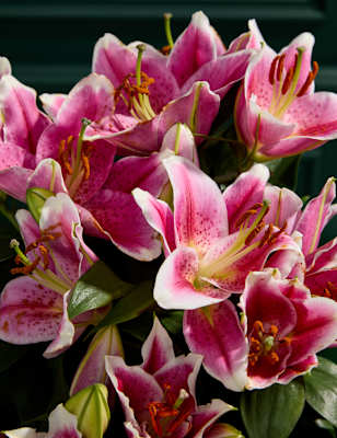 Gift Wrapped Oriental Lily