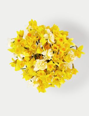 100 Delightful Daffodils & Narcissus