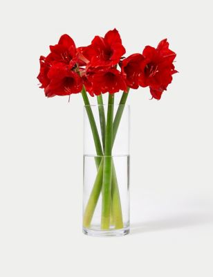 Ruby Red Amaryllis Flowers Bouquet