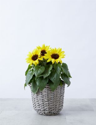 Sunflower Basket (Delivery from 26th May 2022)