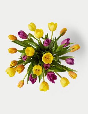 British Spring Tulip Trio Abundance