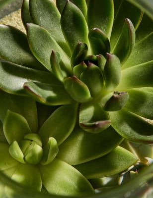 Succulent Bottle Garden Kit