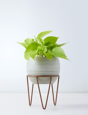Pothos on Stand