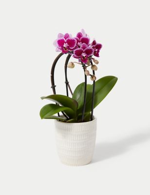 Miniature Purple Cascade Orchid Ceramic