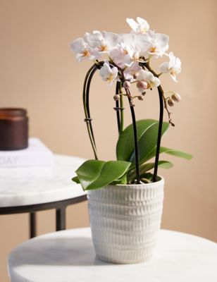 Miniature White Cascade Orchid Ceramic