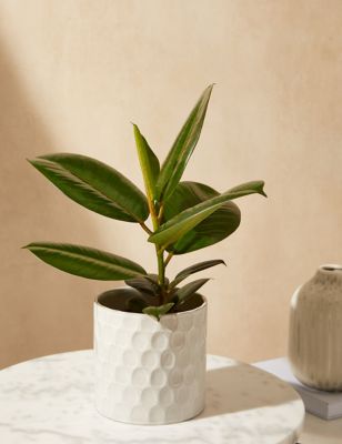 Ficus Ceramic - Robusta