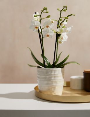 White Miniature Phalaenopsis Orchid Ceramic