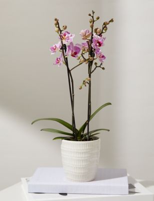 Pink Miniature Phalaenopsis Orchid Ceramic