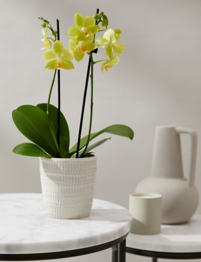 White Miniature Phalaenopsis Orchid in Ceramic Pot | M&S