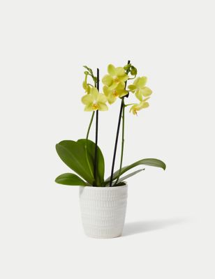 Yellow Miniature Phalaenopsis Orchid Ceramic