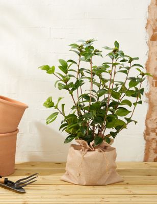 Camellia Plant (Delivery from 16th February 2022)