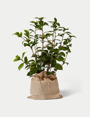 Camellia Plant (Delivery from 16th February 2022)