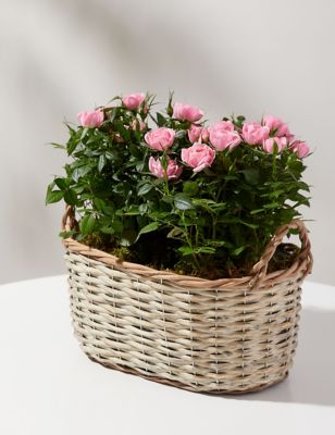 Pink Rose Basket (Delivery from 15th March 2023)