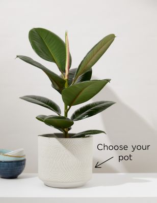 Large Ficus Rubber Plant (up to 67cm)