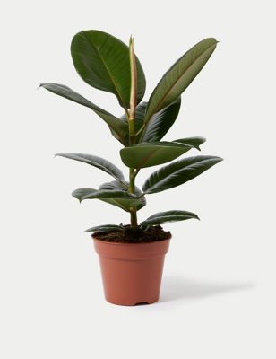 Large Ficus Rubber Plant (up to 67cm)