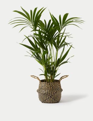 Extra Large Palm Plant in Basket (up to 120cm)