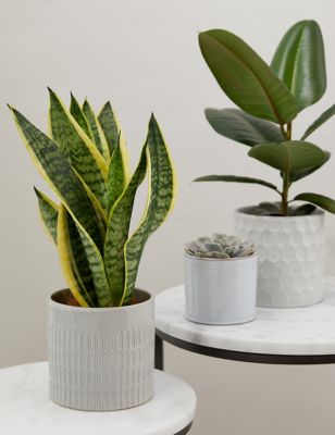 Easy Care Green Plant Bundle