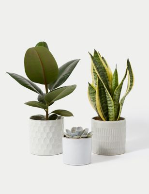 Easy Care Green Plant Bundle