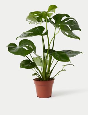 Large Monstera Swiss Cheese Plant (up to 65cm)