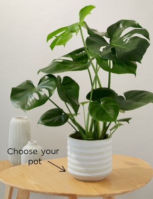 Large Monstera Swiss Cheese Plant (up to 65cm)