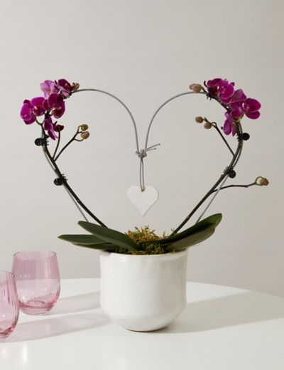 White Miniature Phalaenopsis Orchid in Ceramic Pot | M&S