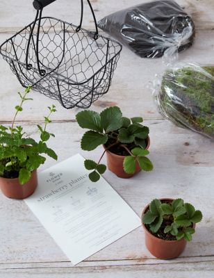 Make Your Own Strawberry Planter