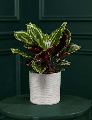 Medium Calathea in Ceramic (up to 34cm)