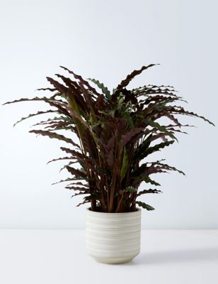 Large Calathea Plant in Ceramic (up to 70cm)