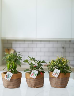 Set of 3 Chilli Plants