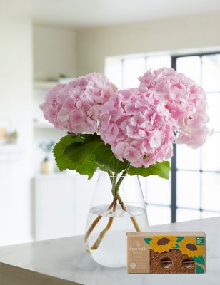 Hydrangea Bouquet with Grow Your Own Sunflowers Brick