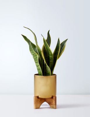 Sansevieria Tin with Wooden Stand