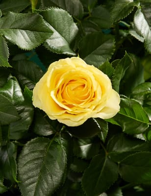 Rose Ceramic