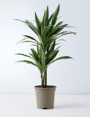 Draecana Plant