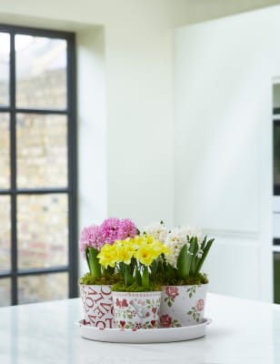 Emma Bridgewater Bulb Collection